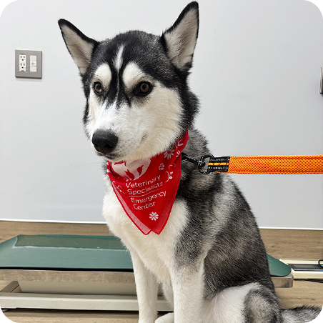 ヴィヴィアンちゃん