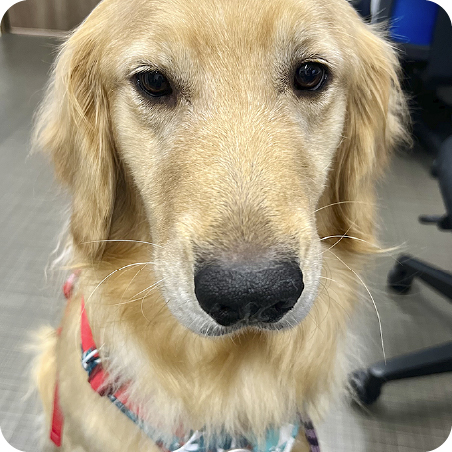 ずんだもちちゃん