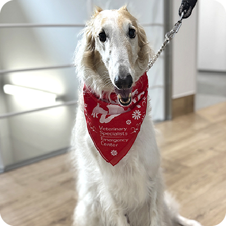 ヴィヴィアンちゃん